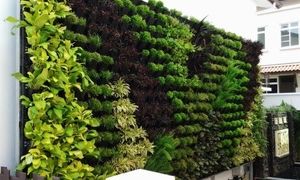 چرا در کلان شهرها به دیوار سبز طبیعی نیاز داریم؟