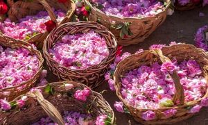 ارزان ترین تور گلاب گیری کاشان