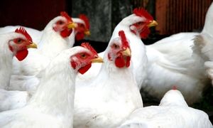 هزاران قطعه مرغ در خطر زنده به گور شدن