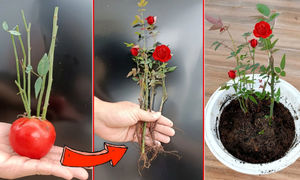 چگونه گل رز را در خانه قلمه بزنیم (ویدیو)