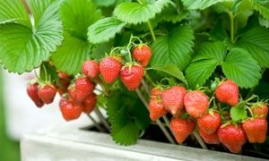 چگونه در خانه توت فرنگی بکاریم؟