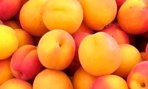 میوه های نوبرانه ارزان می شوند