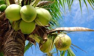 سفر سخت نارگیل از سرزمین های سبز تا قفسه فروشگاه (ویدیو)