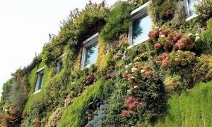 مزایا و معایب استفاده از دیوار سبز