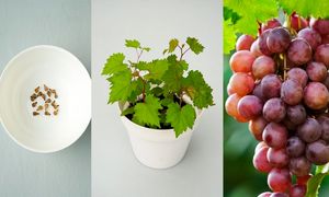 روش جالب کاشت انگور در گلدان (ویدیو)