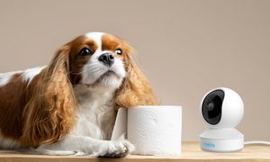 4 دوربین مداربسته برای کنترل از راه دور حیوانات خانگی + قیمت
