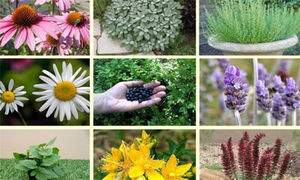 برای مقابله با کرونا از چه محصول گیاهی استفاده کنیم؟