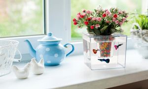 چگونه گلدان آکواریومی بسازیم؟