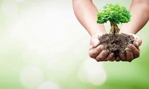 خرید نهال با 15 درصد تخفیف برای کاربران آسیاتک / به مناسبت هفته درخت کاری