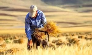 تمبر روز ملی نان رونمایی شد